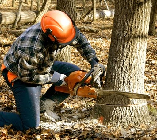 Tree Removal in Coldwater, KS